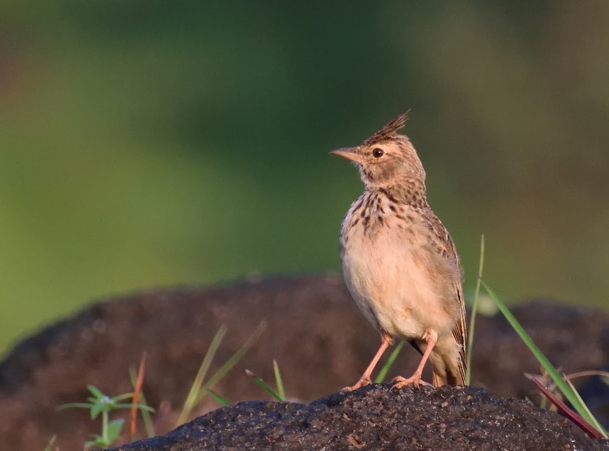 Crested Lark