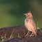 Crested Lark