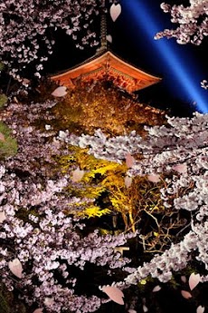 夜桜 ライブ壁紙のおすすめ画像1