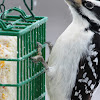 Snowy woodpecker