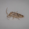 Springtail