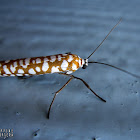 Tropical Ermine Moth