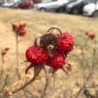 Baneberry