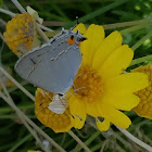 Gray Hairstreak