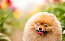 Pomeranian HD Wallpapers Dogs Puppies Theme small promo image