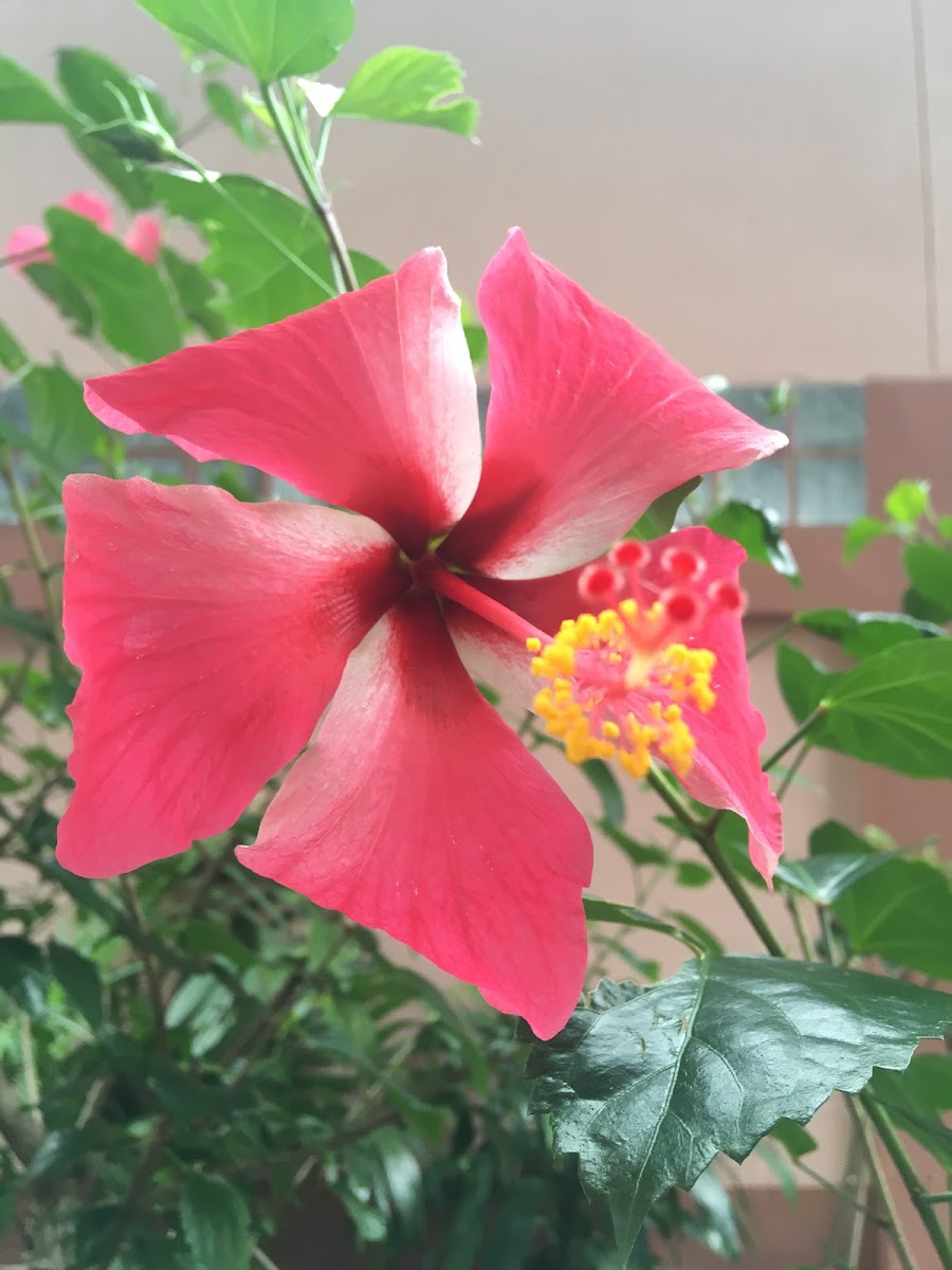 Hibiscus