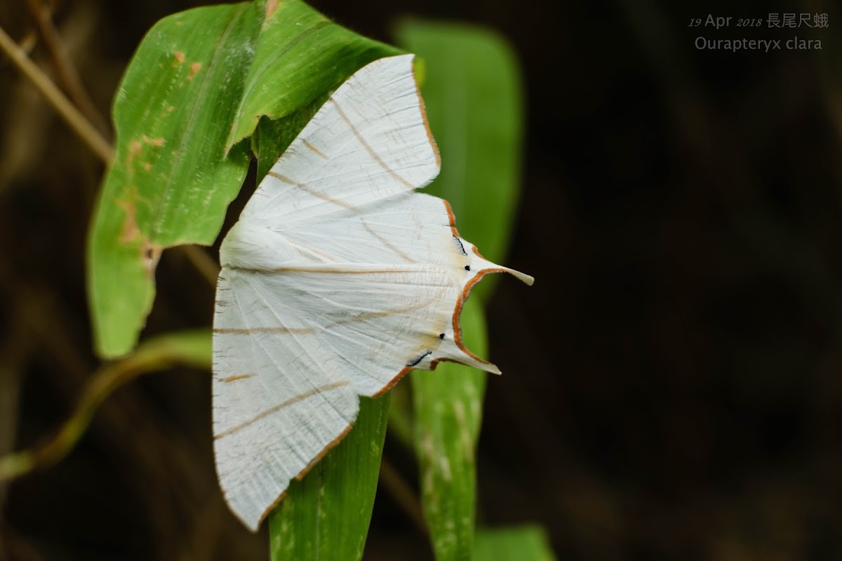 Ourapteryx clara 長尾尺蛾