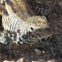 Desert Whiptail