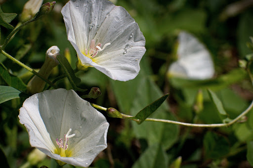 Convolvulus arvensis