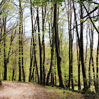 Verso il laghetto e oltre. di 