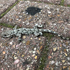 Moorish gecko; Salamanquesa