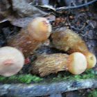 Stalked Puffball-in-Aspic