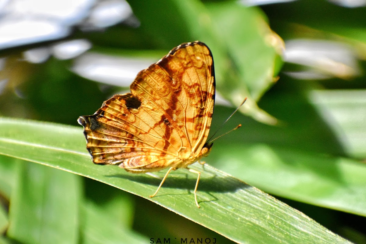 Common Jester