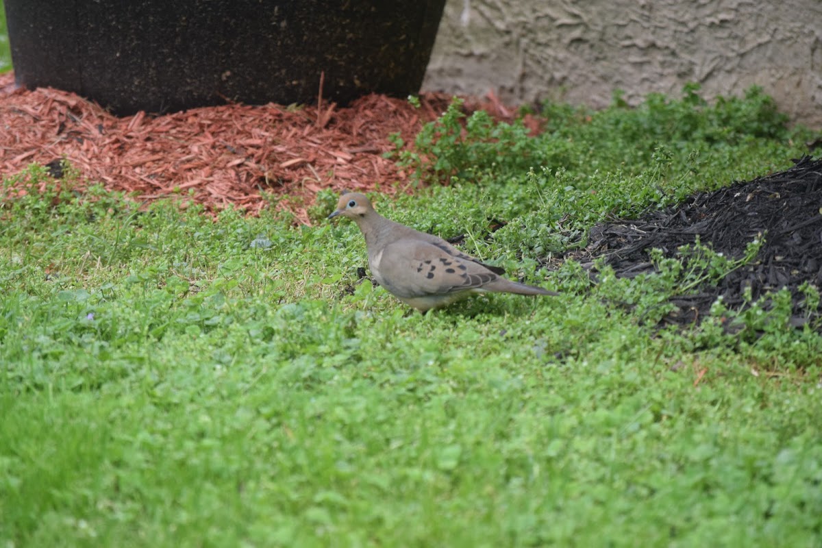 Mourning Dove