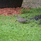 Mourning Dove