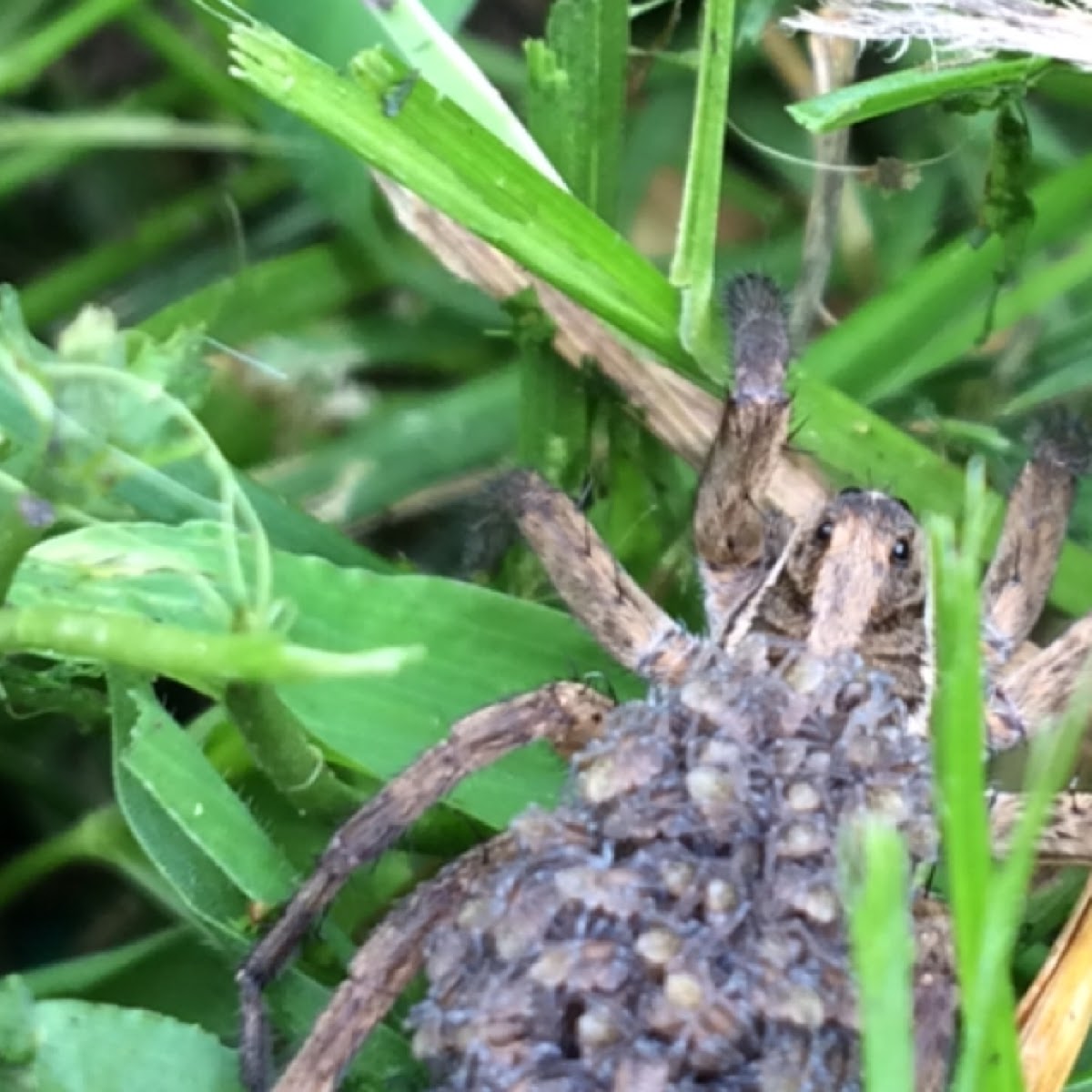 Carolina Wolf Spider