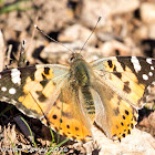 Painted Lady