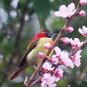 Fire-tailed Sunbird