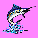 Marlin Magenta