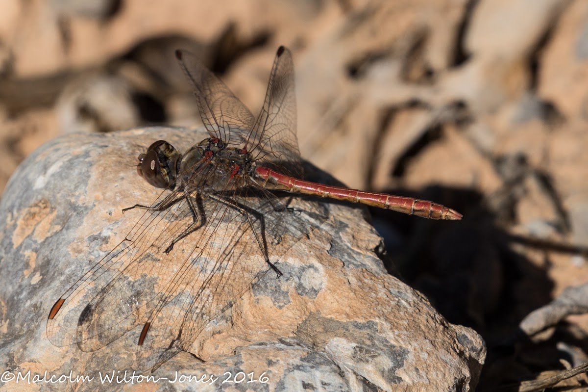 Desert Darter