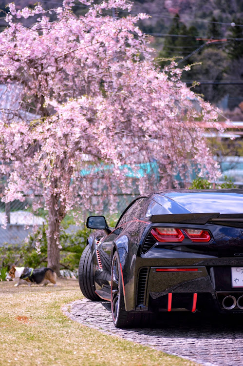 コルベット クーペのお花見ドライブ🌸・コーギー・御無沙汰しておりますに関するカスタム事例の投稿画像2枚目