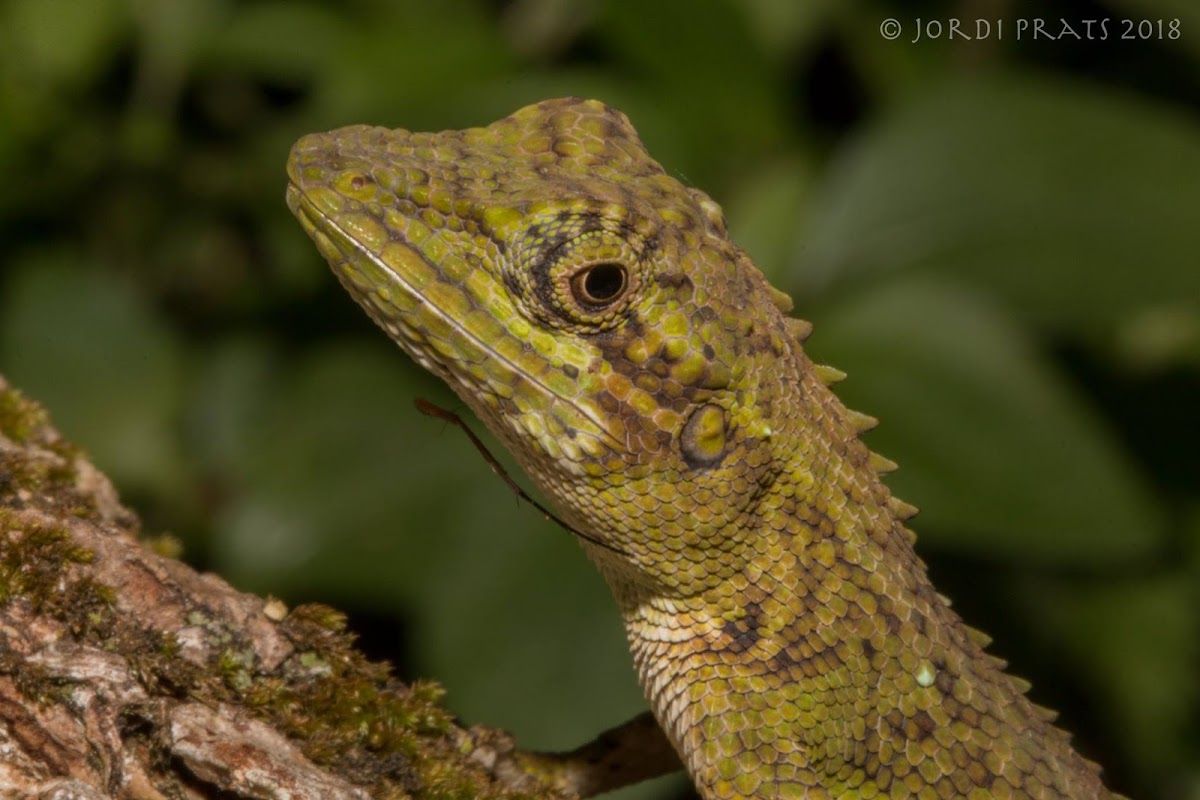 green crested lizard