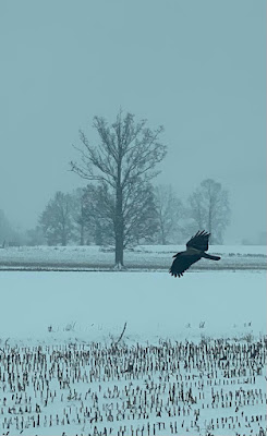 Il corvo e la neve di Elisa Sillen