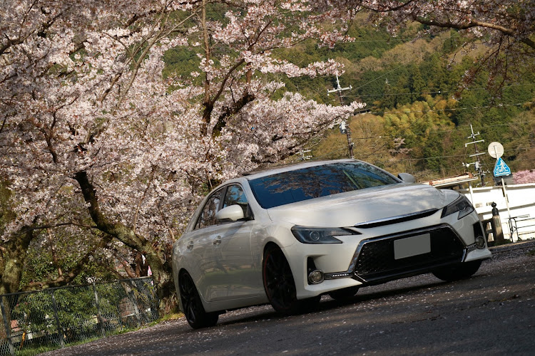マークX G'sのルーミーカスタム・カムリ・桜・コラボ・徳佐八幡宮に関するカスタム事例の投稿画像9枚目