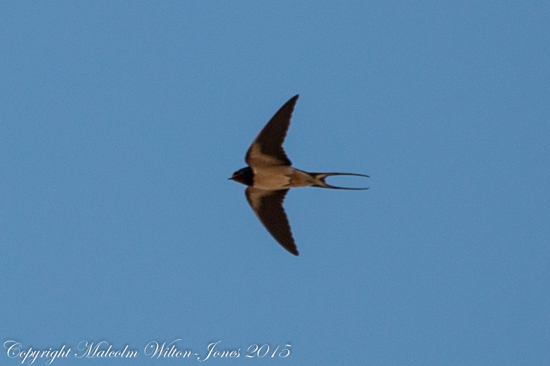 Barn Swallow; Golondrina Común