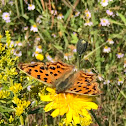 Polygonia c-aureum