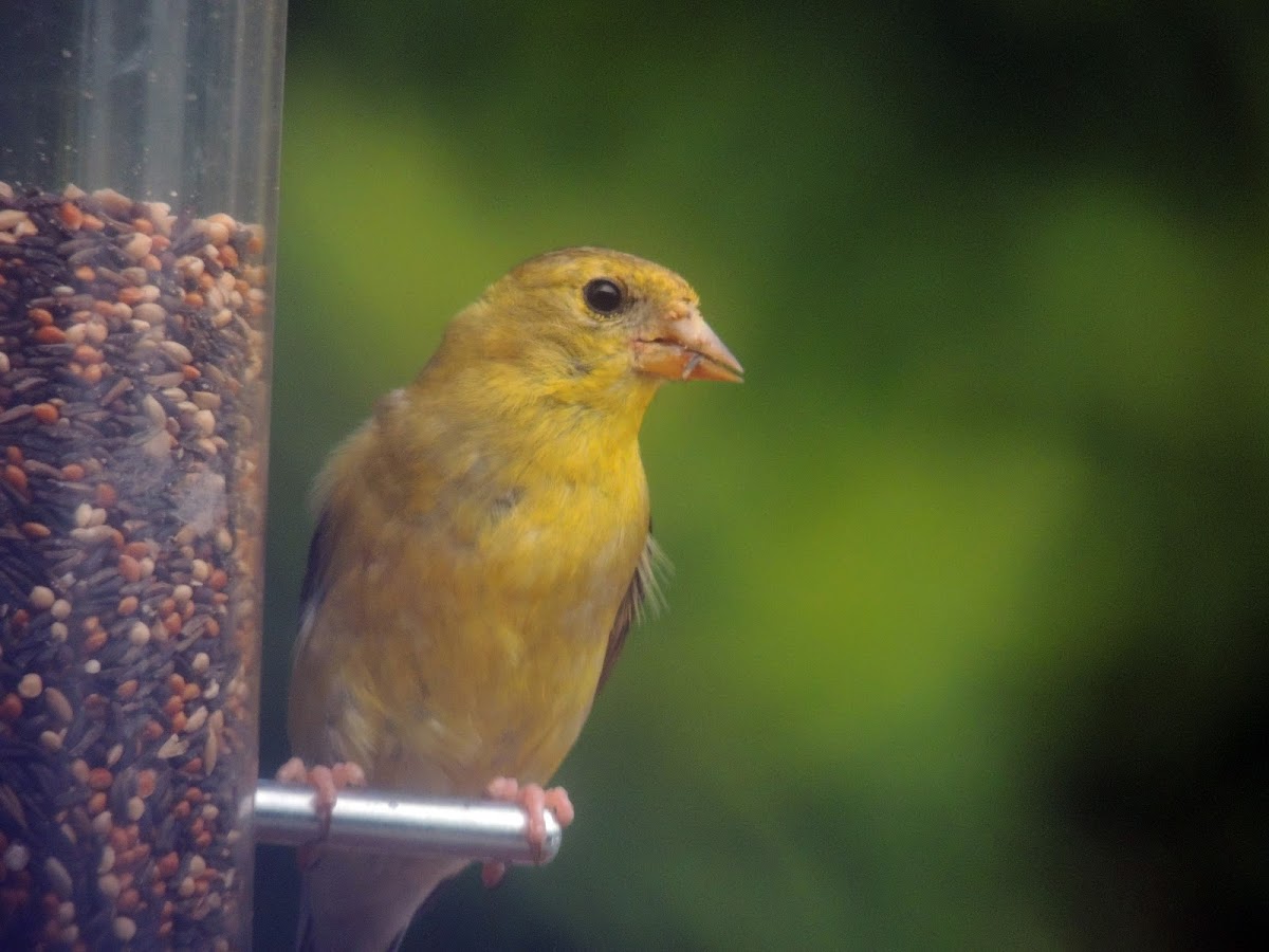 American goldfinch