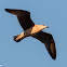 Yellow-legged Gull; Gaviota Patiamarilla