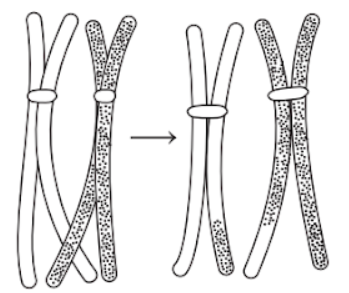 Cell Division