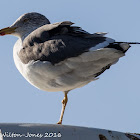 Lesser Black-backed Gull; Gaviota Sombría