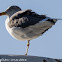 Lesser Black-backed Gull; Gaviota Sombría