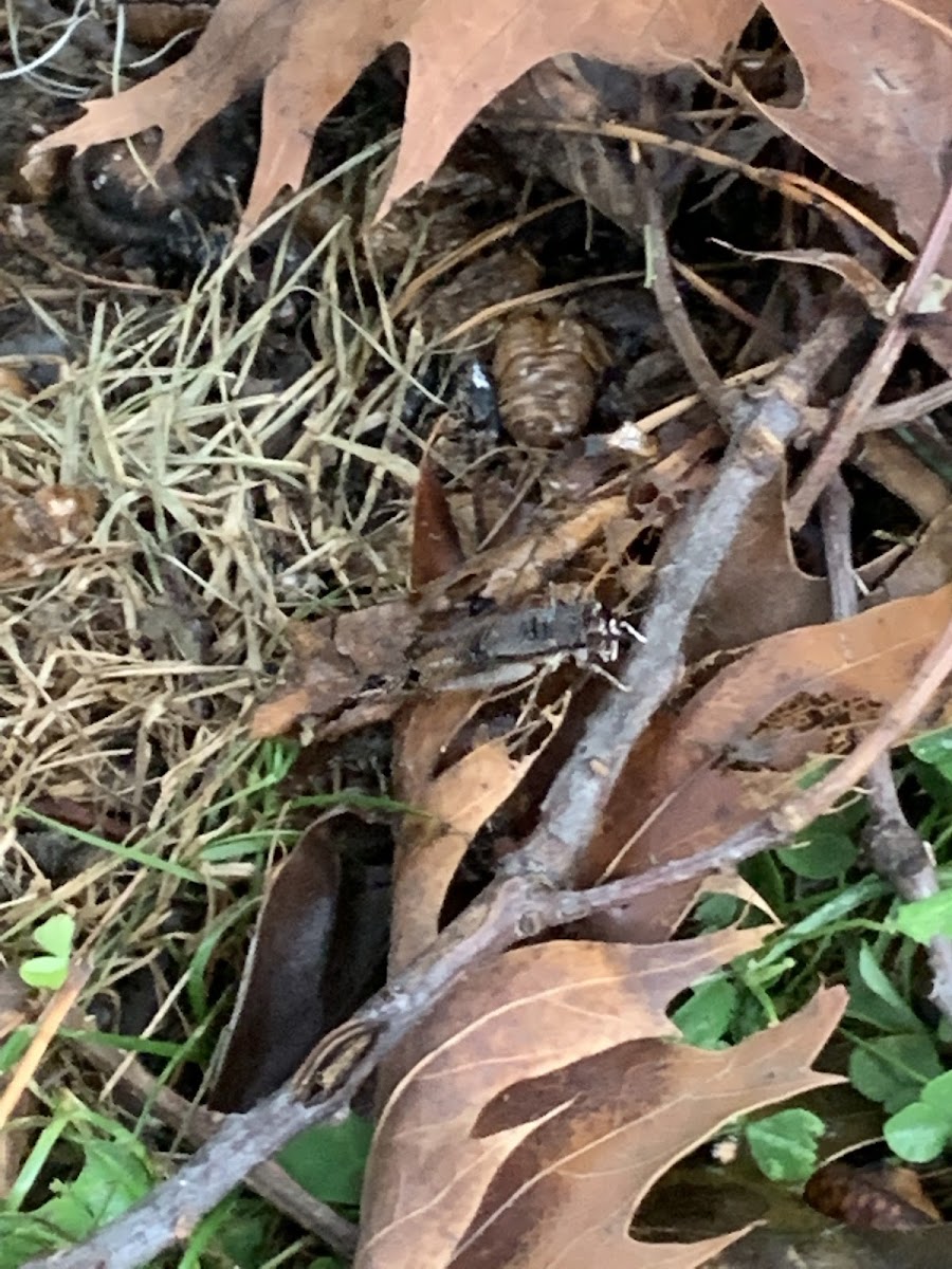 Black-sided Pygmy Grasshopper