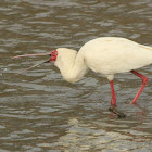 African Spoonbill