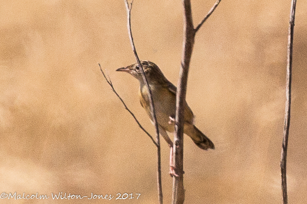 Zitting Cisticola; Buitrón