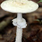 Amanita Mushroom