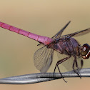 Roseate Skimmer