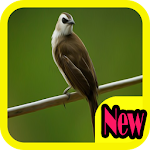 Cover Image of ดาวน์โหลด Masteran Burung Trucukan Gacor 1.2 APK