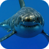 White Shark HD Video Wallpaper icon