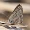 Long-tailed Blue