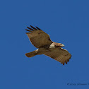 Red-tailed Hawk