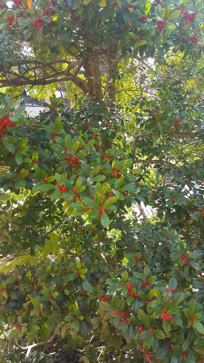 American Holly