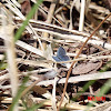 Eastern Tailed Blue Butterfly