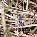 Eastern Tailed Blue Butterfly