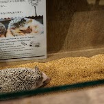 hedgehog cafe HARRY in Tokyo in Tokyo, Japan 