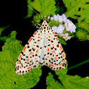 Heliotrope Moth