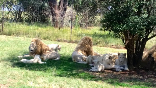 Lion Park South Africa 2015